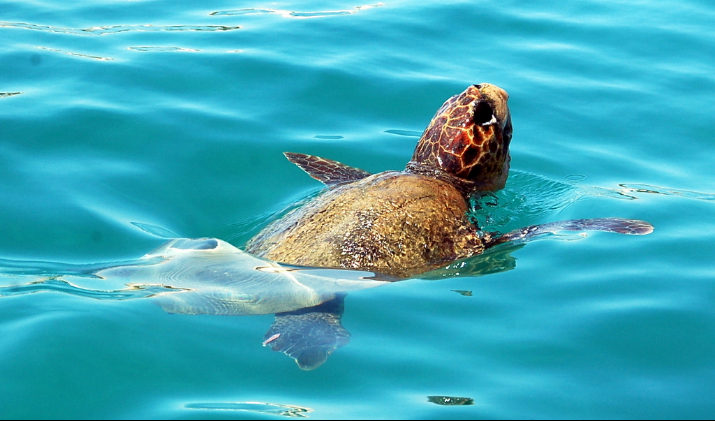  Kornjača Caretta Caretta